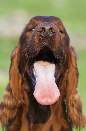Cute Irish Setter young female panting in Summerの写真素材