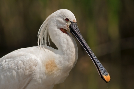 Beautiful Spoonbill close up portraitの写真素材