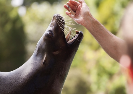 Hungry seal open his mouth の写真素材