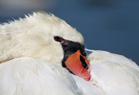 Beautiful swan resting close-upの写真素材