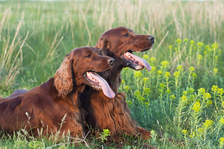 Cute Irish Setter pair lying in the grass in a hot Summerの写真素材