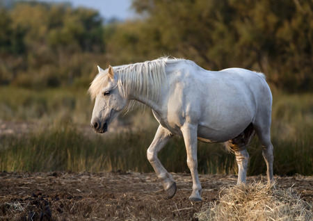 Beautiful white horse standing in the fieldの写真素材