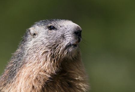 Curious Alpine marmot (Marmota marmota) lookingの写真素材