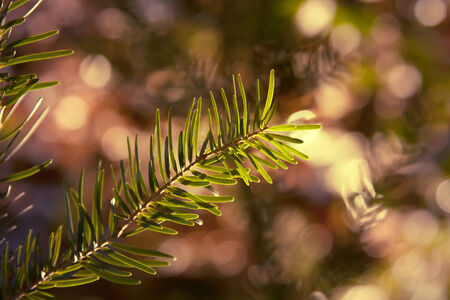 Beautiful Christmas pine - close up