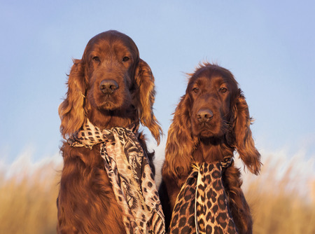 Funny Irish Setter pairの写真素材