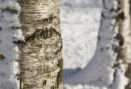 Beautiful birch tree trunk in Winter with snowの写真素材