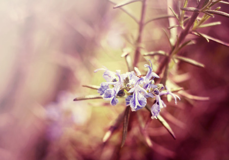 Beautiful purple rosemary flowers herbalsの写真素材