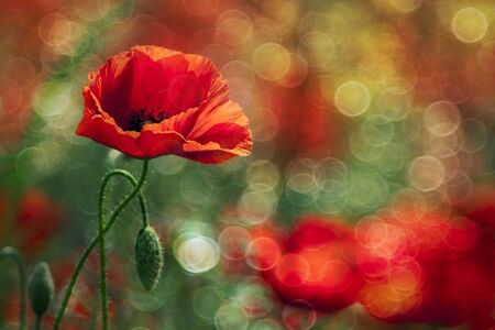 Beautiful red wild poppy with light bubbles in Summerの写真素材