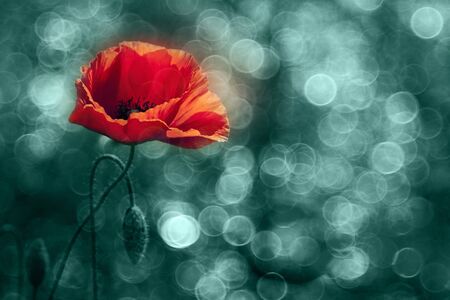 Beautiful poppy flower with light bubbles in Summerの写真素材