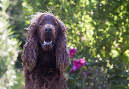 Beautiful young Irish Setter looking in the cameraの写真素材