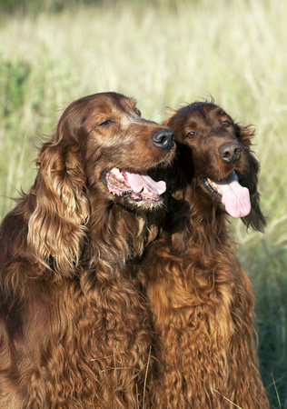 Beautiful Irish Setters panting in a hot Summerの写真素材