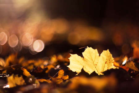 Beautiful golden Autumn leaves in sunsetの写真素材