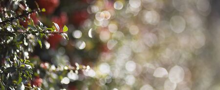 Natural Christmas background with green leaves and lights