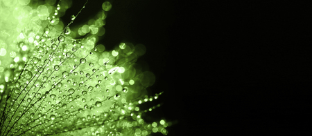 Green nature banner - flower with water drops on a black backgroundの写真素材