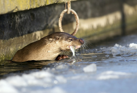 Otter eating fish in winterの写真素材