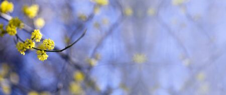 Beautiful yellow Easter flower in Springの写真素材