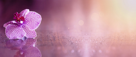 Beautiful pink orchid flower banner with copy spaceの写真素材