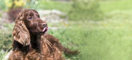 Website banner of a funny Irish Setter dog as licking his mouth