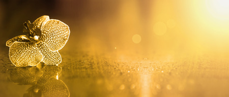 Beautiful golden orchid flower banner with copy spaceの写真素材