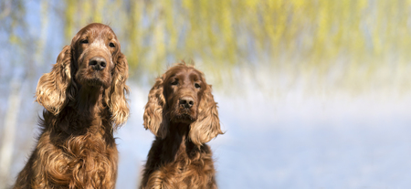Website banner of funny Irish red Setter dogs