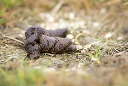 Unhygienic dog poop in a town park