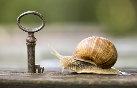 Key and snail - new home and real estate conceptの写真素材