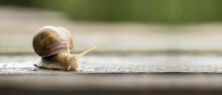 Website banner of a snail slowlyの写真素材