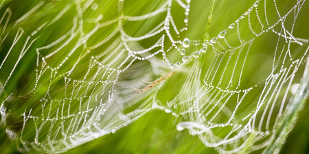 Banner of spider web with dewdrops on the morningの写真素材