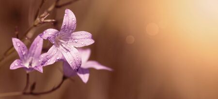 Website banner of a beautiful pink flower with copy spaceの写真素材