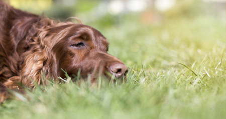 Banner of a beautiful lazy sleepy Irish Setterの写真素材