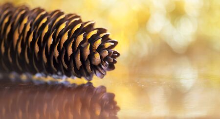 Golden Christmas pine cone greeting card bannerの写真素材