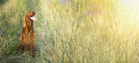 Beautiful panting Irish Setter dog sitting in the field in summerの写真素材