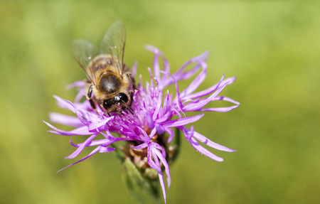Honeybee working on a purple flowerの写真素材