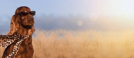 Website banner of a funny Irish Setter dogの写真素材