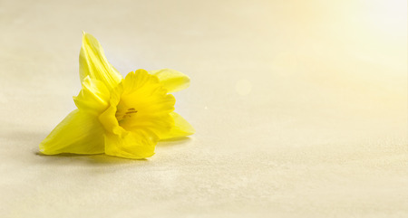 Natural Easter card and banner idea with yellow flower and copy spaceの写真素材