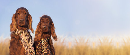 Website banner of funny Irish Setter dogs as looking at the cameraの写真素材
