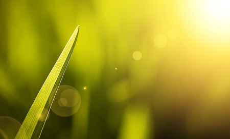 Website banner of a blade of green grass in summerの写真素材