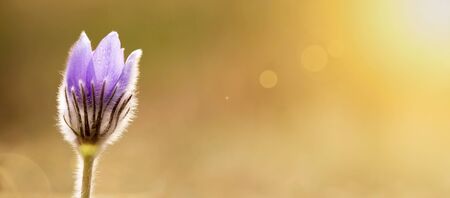 Website banner or greeting card background of a purple flower