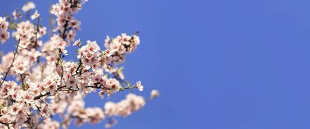 Flower website banner and greeting card background