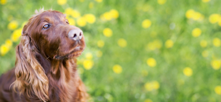 Web banner of a cute Irish Setter dogの写真素材