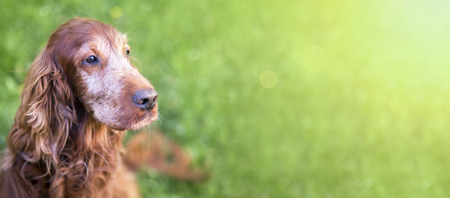 Web banner of a cute old Irish Setter dogの写真素材