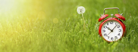 Summer time concept - website banner of the red alarm clock and dandelion flowerの写真素材