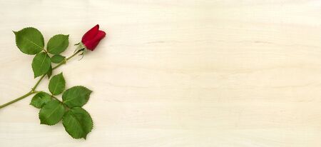 Love concept - red rose banner background with copy spaceの写真素材