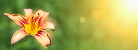 Banner idea of a beautiful lily flower