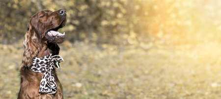 Website banner of happy smiling Irish Setter dog in autumnの写真素材
