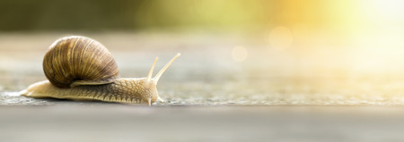 Slow snail crawling - website banner idea with copy spaceの写真素材