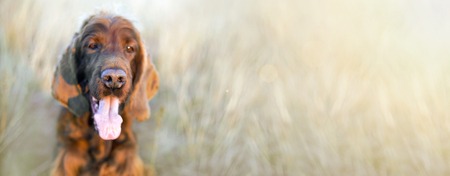 Nose of a funny Irish Setter dog - web banner with copy spaceの写真素材