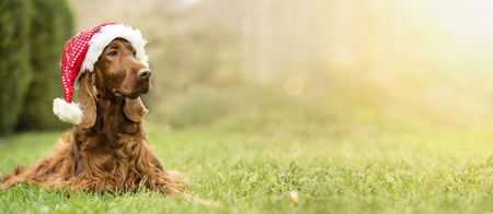 Christmas dog with Santa Claus hat - web banner ideaの写真素材