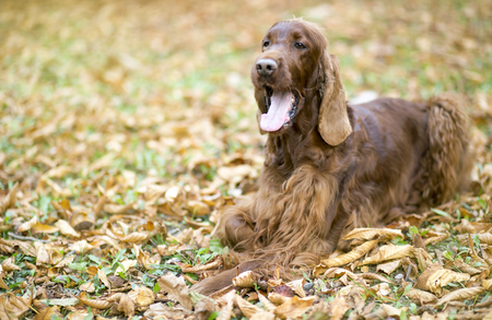 Funny Irish Setter dog yawning in the Autumn leavesの写真素材