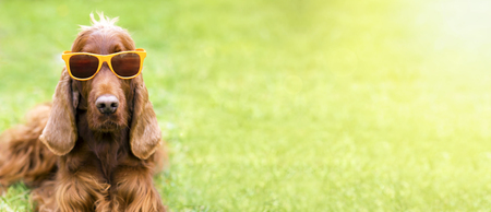 Funny dog with sunglasses - web banner ideaの写真素材